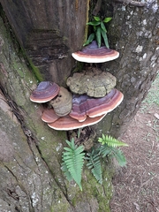 Ganoderma applanatum