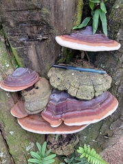 Ganoderma applanatum