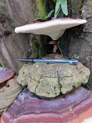 Ganoderma applanatum