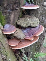 Ganoderma applanatum