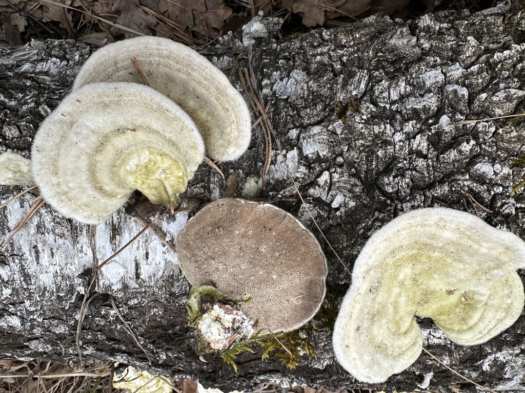Trametes hirsuta · March 2026 · photo: © katrin_simon (iNaturalist, cc-by)