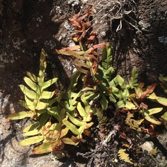 Phlebodium araneosum