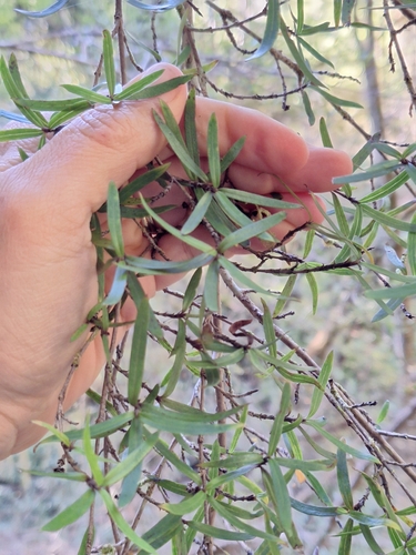 Yellow wood (Coprosma linariifolia)