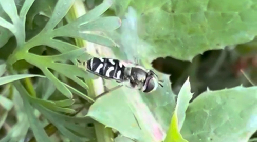 Unknown species found near Timothy Rd, McKinleyville, CA, US