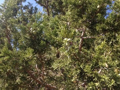 Juniperus deppeana deppeana