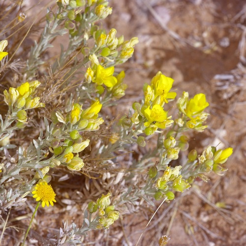 Fendler's bladderpod (Physaria fendleri)