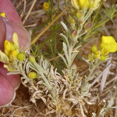 Physaria fendleri, photograph (c) Michelle W. （鍾偉瑋）, some rights reserved (CC BY)