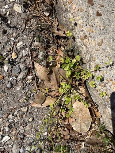 prairie buttercup (Ranunculus platensis)