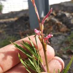 Oenothera hexandra