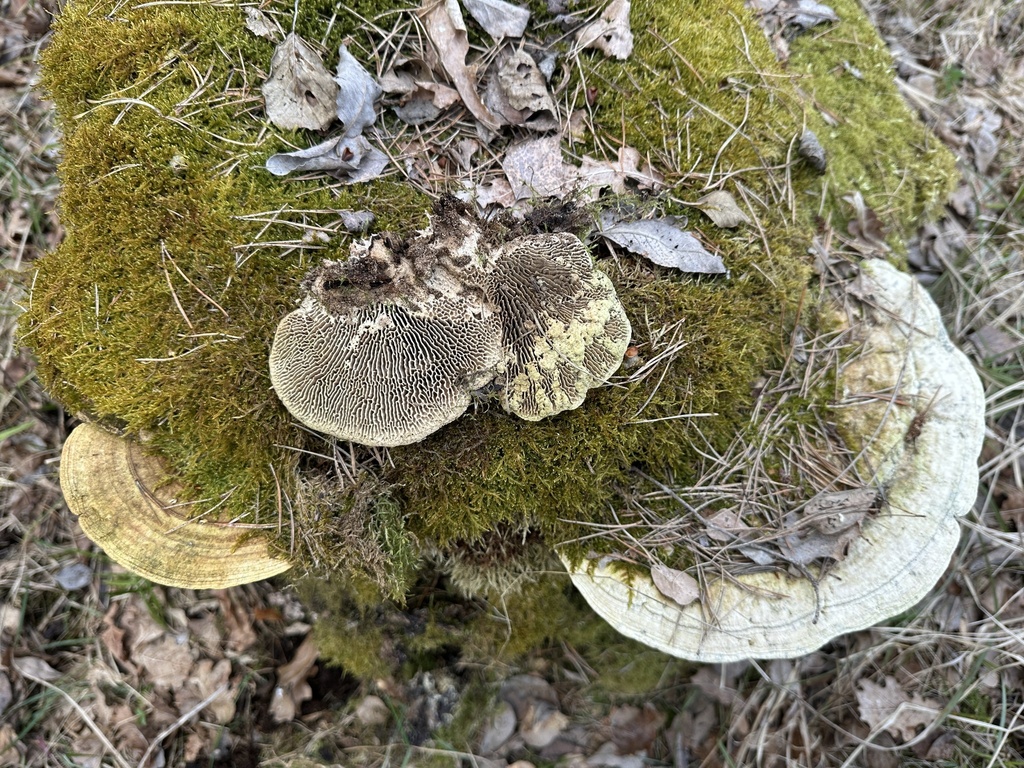 Fomitopsis quercina · March 2026 · photo: © katrin_simon (iNaturalist, cc-by)