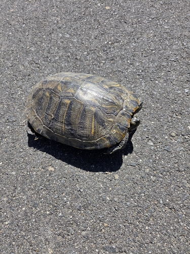 iNaturalist observation photo of Red-eared Slider