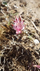 Alstroemeria hookeri maculata