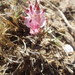 Alstroemeria hookeri maculata - Photo (c) Aurélien Bour, algunos derechos reservados (CC BY-NC), subido por Aurélien Bour