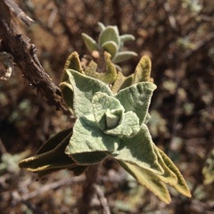 Buddleja perfoliata