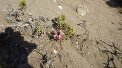 Alstroemeria hookeri maculata