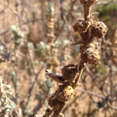Buddleja perfoliata