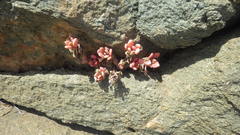 Cistanthe grandiflora
