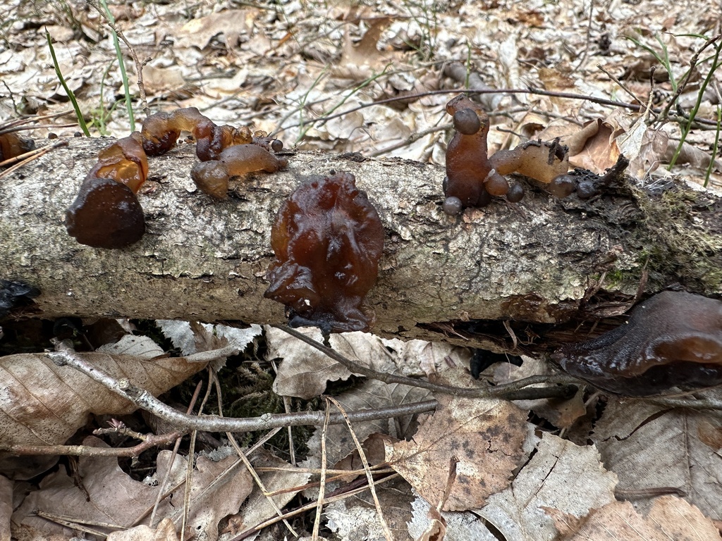 Exidia recisa · March 2026 · photo: © katrin_simon (iNaturalist, cc-by)