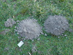 Scalopinae