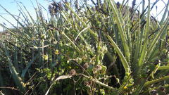 Diplolepis geminiflora