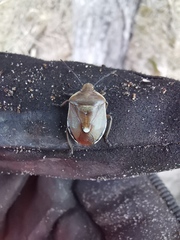Chlorochroa pinicola