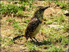 Trachyphonus darnaudii usambiro