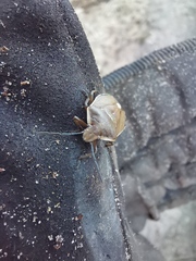 Chlorochroa pinicola