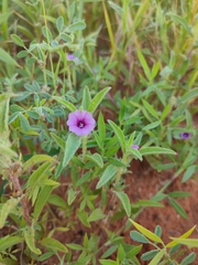 Ipomoea polymorpha
