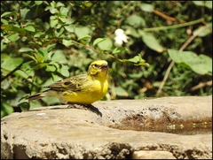 Crithagra dorsostriata