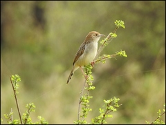 Cisticola marginatus