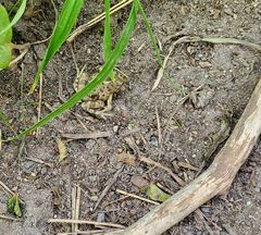 Pleurodema bufoninum