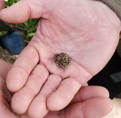 Pleurodema bufoninum