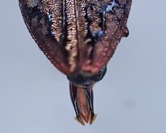 Chrysobothris scabripennis