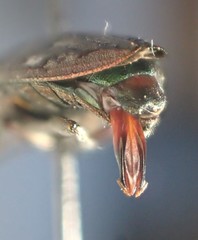 Chrysobothris scabripennis
