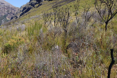 Protea nana, photograph 6