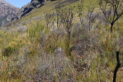 Protea nana, photograph (c) Tony Rebelo, some rights reserved (CC BY-SA)
