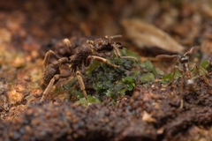 Basiceros singularis