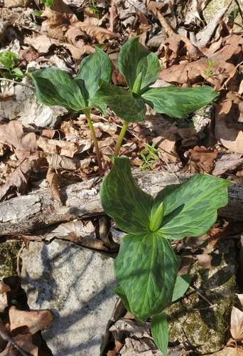 Trillium viridescens, photograph 6