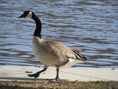 Branta canadensis