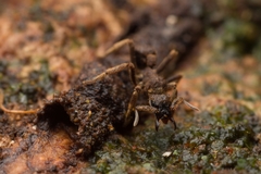 Basiceros singularis