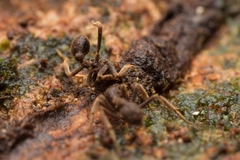 Basiceros singularis