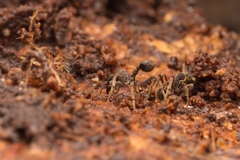 Basiceros singularis