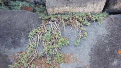 Nolana crassulifolia