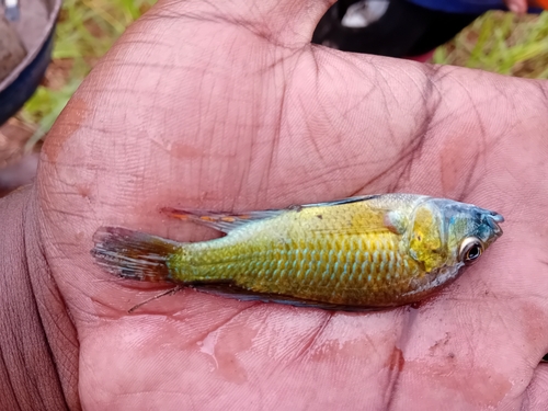 Astatotilapia calliptera
