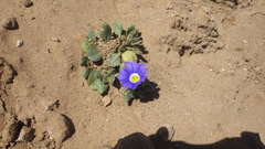 Nolana paradoxa