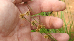 Cyperus castaneus