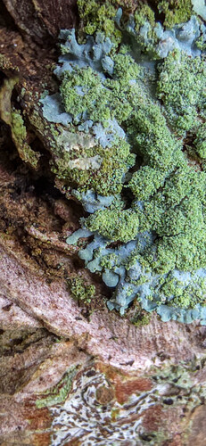 Physcia observed 2026-03-21