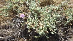 Cristaria glaucophylla