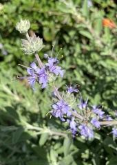 Salvia clevelandii