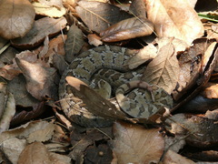 Crotalus ravus ravus